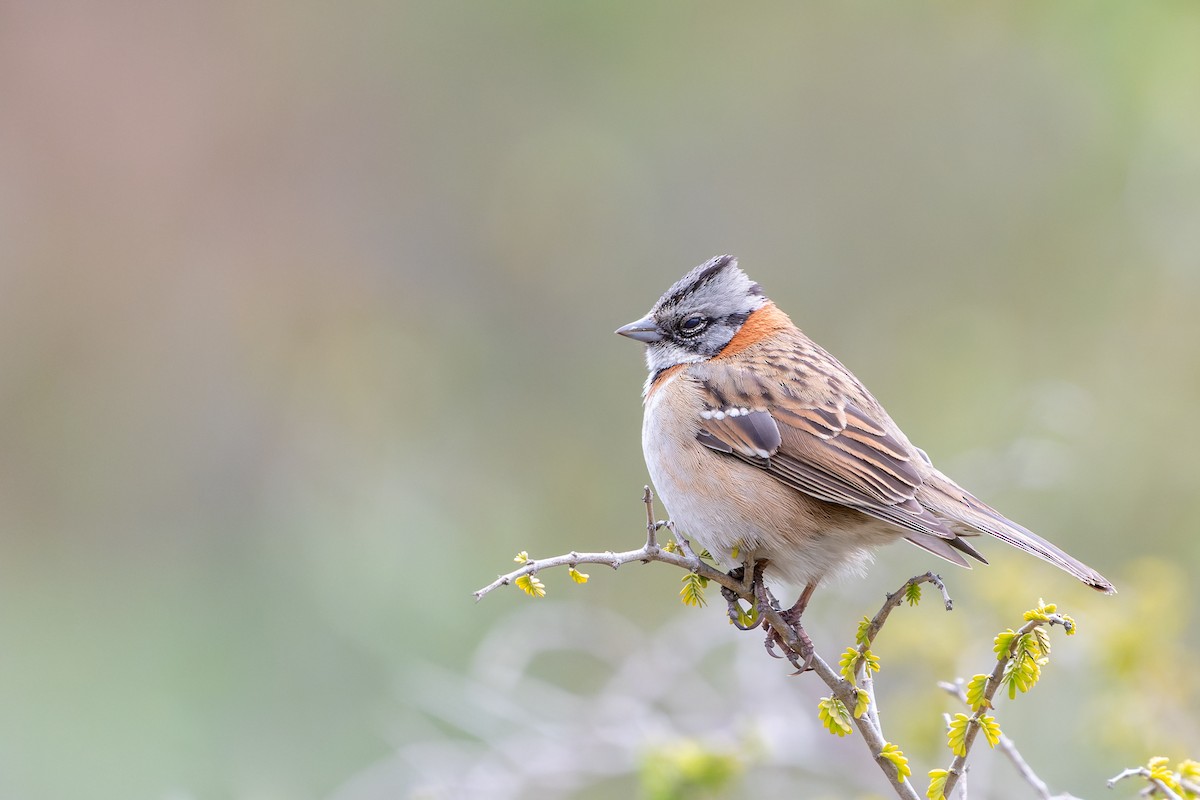 Rufous-collared Sparrow - Jorge Ugalde