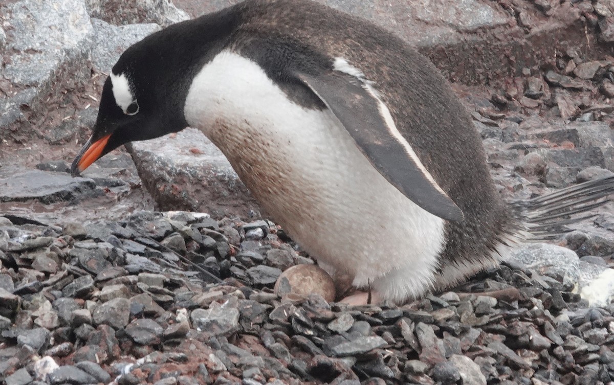 Пінгвін-шкіпер - ML600693391