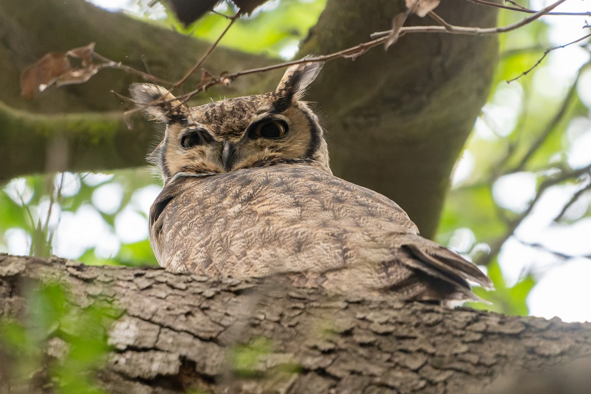 Lesser Horned Owl - ML600693411