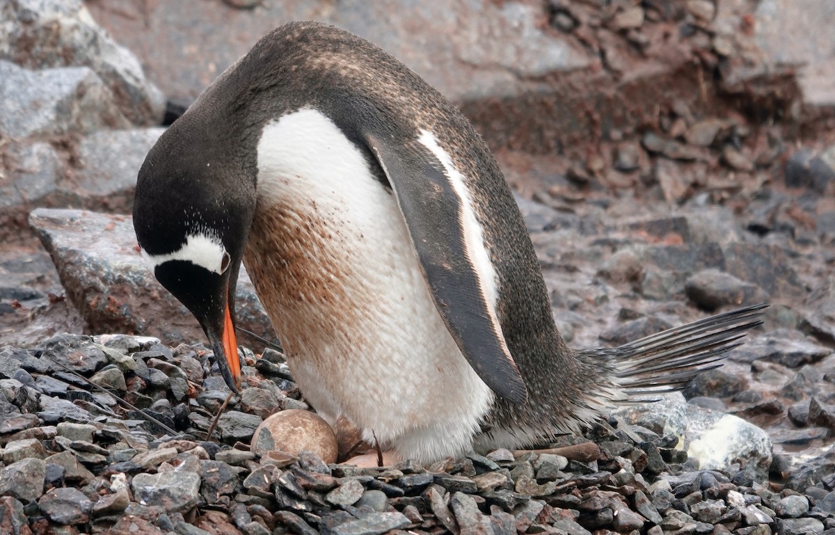 Gentoo Penguin - Sue Hacking