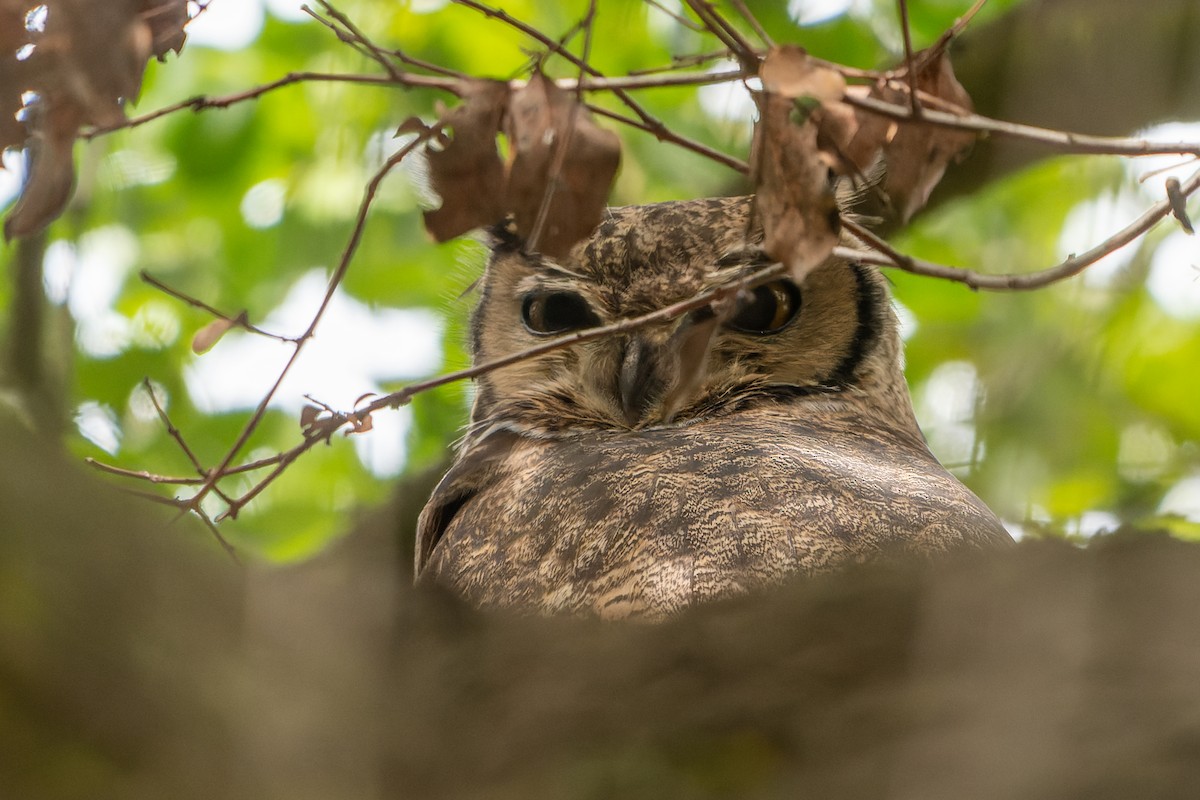 Lesser Horned Owl - ML600693431