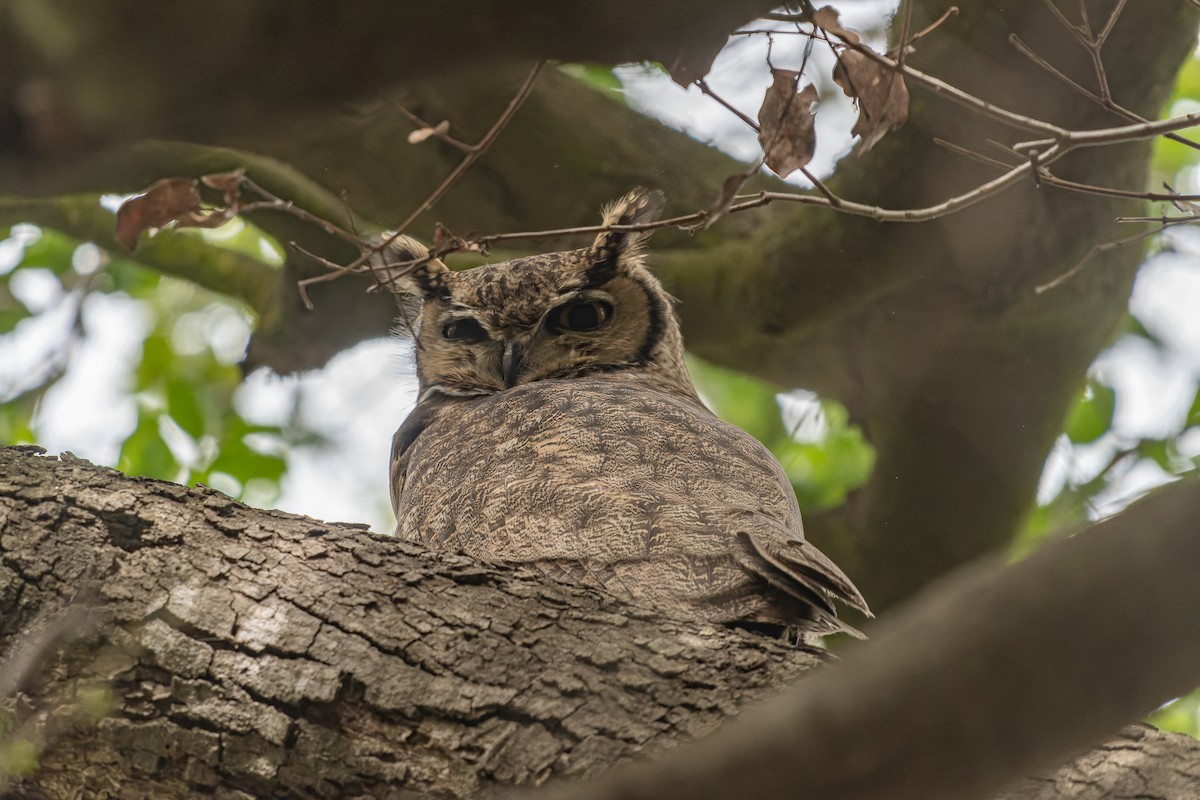 Lesser Horned Owl - ML600693491