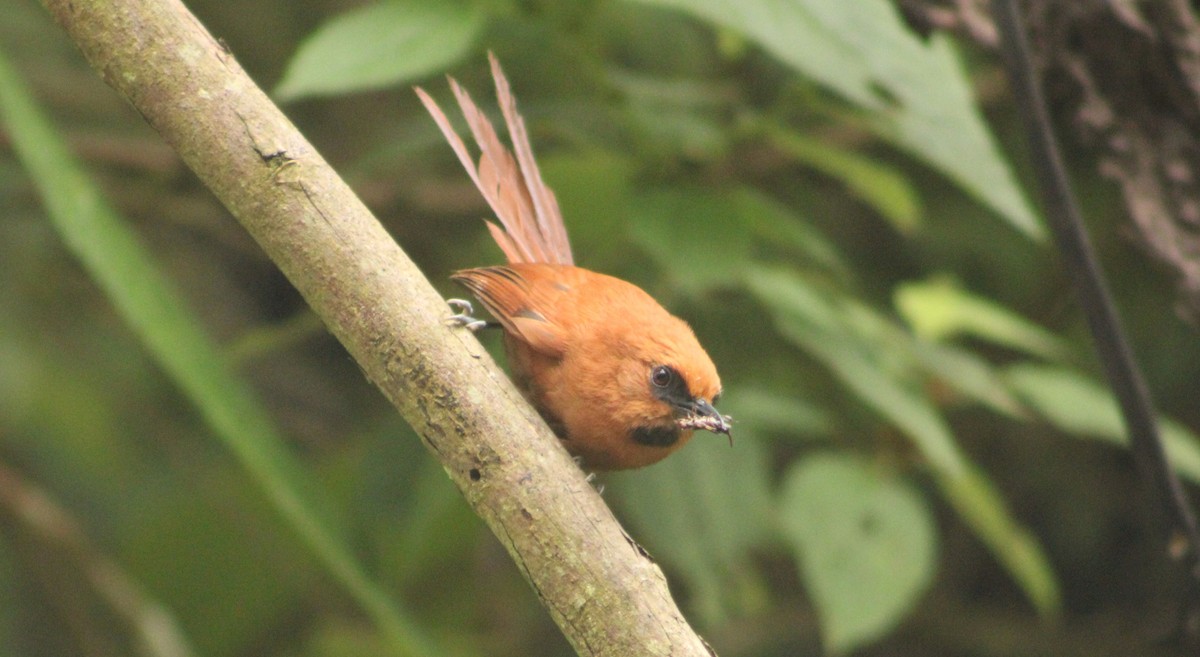 Black-throated Spinetail - ML600694451