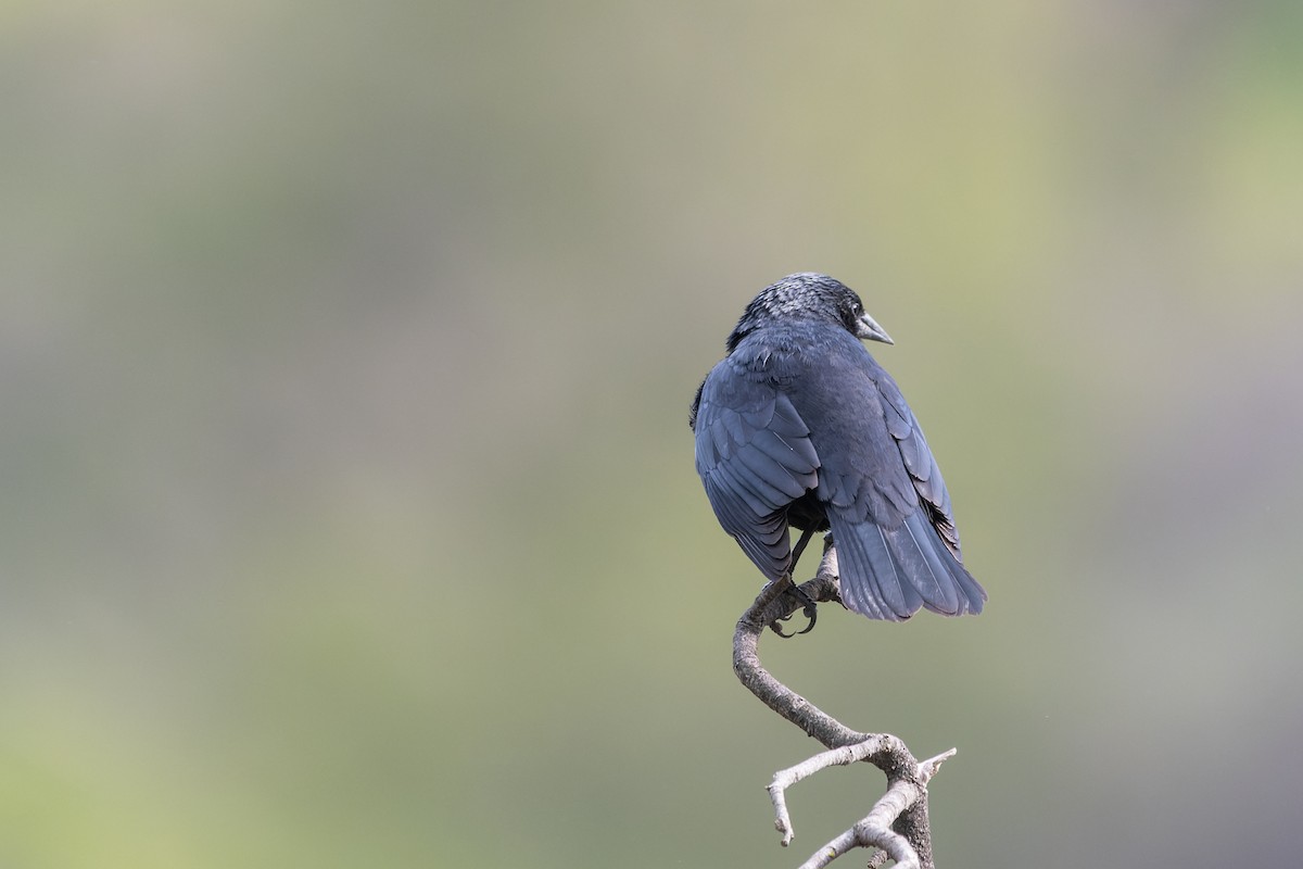Austral Blackbird - Jorge Ugalde