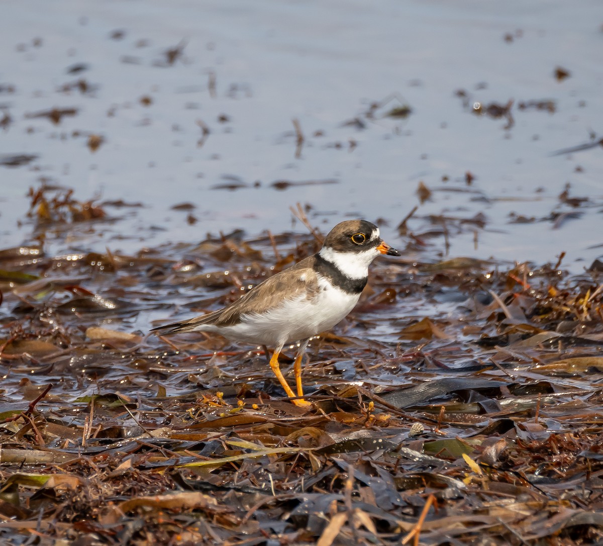 Semipalmated Plover - ML600695111