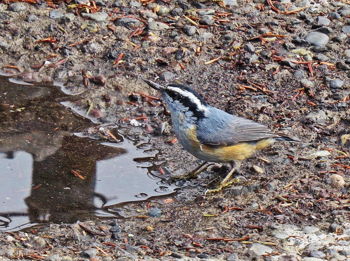 Red-breasted Nuthatch - ML60069681