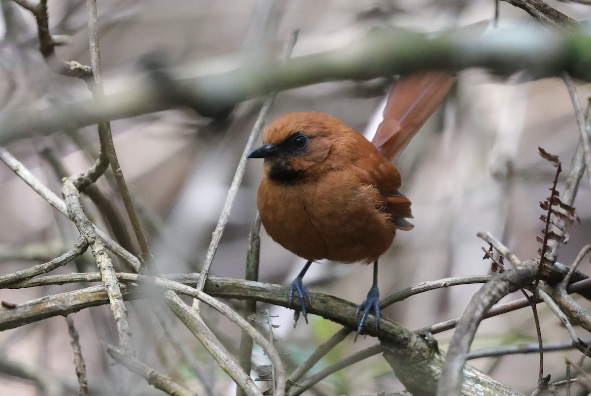 Black-throated Spinetail - ML600697181