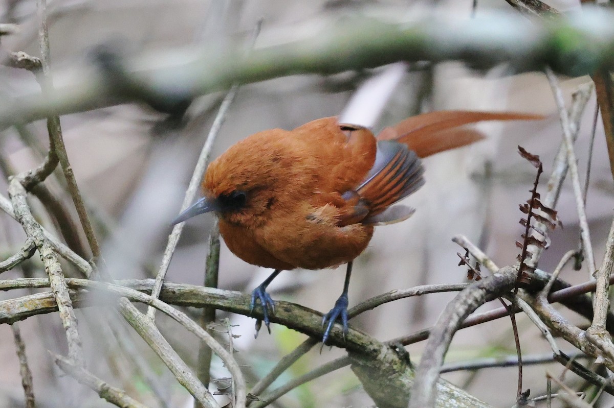 Black-throated Spinetail - ML600697191