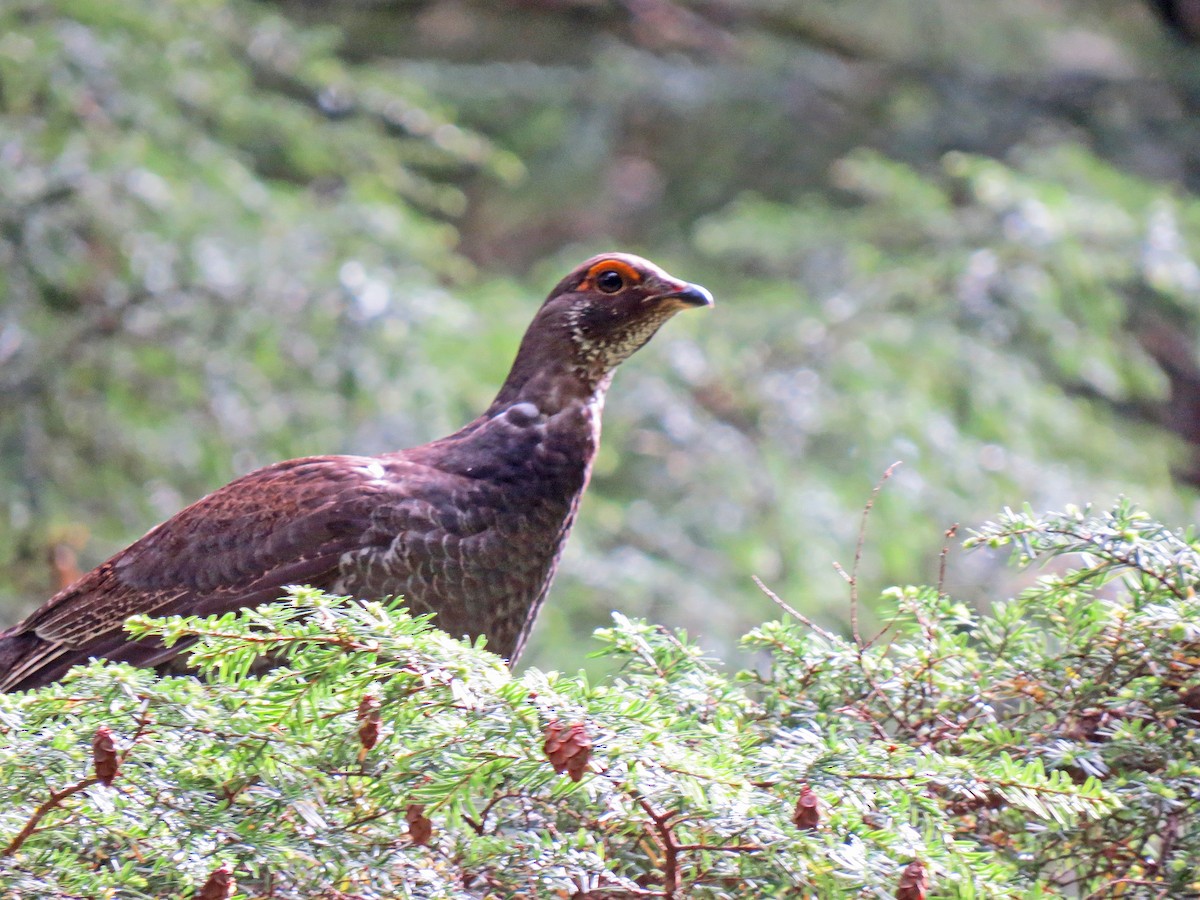 Sooty Grouse - Anonymous