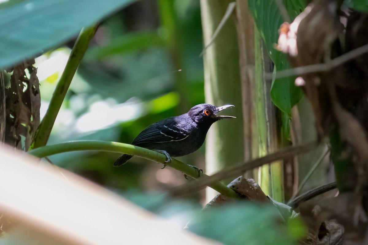 Black-tailed Antbird - ML600701961