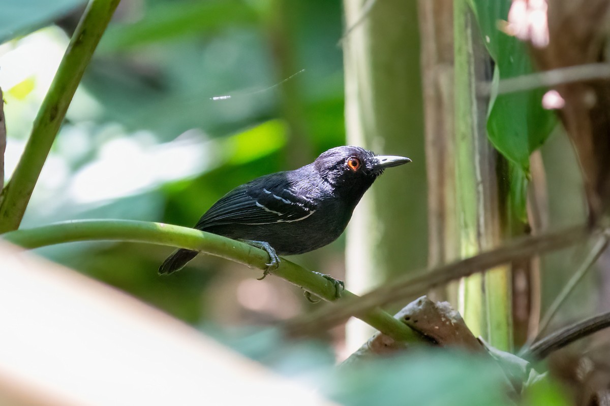 Black-tailed Antbird - ML600701981