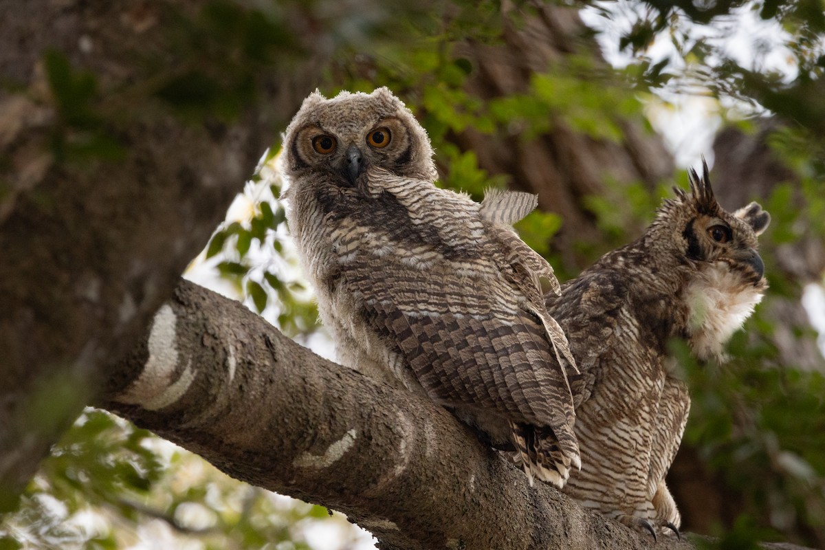 Great Horned Owl - ML600704581