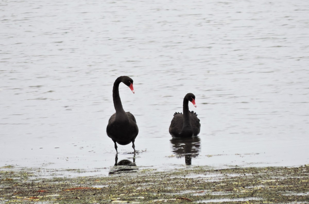 Black Swan - Margaret Reine