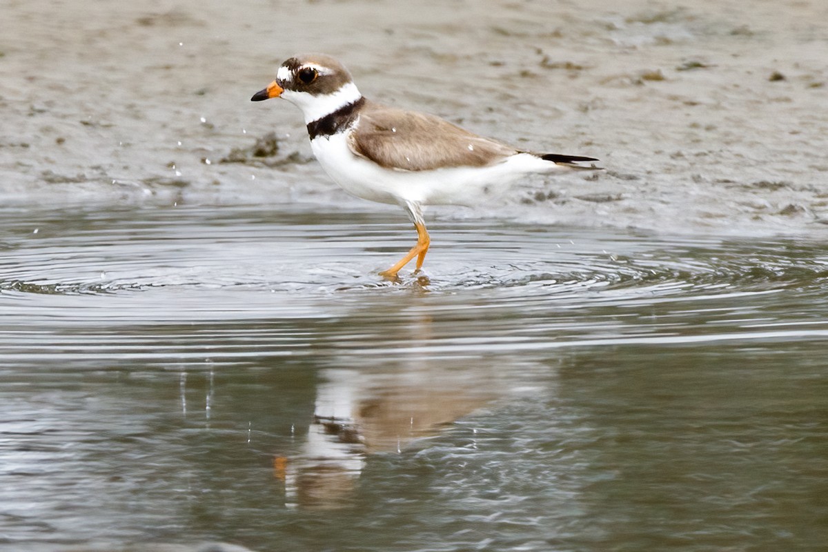 Semipalmated Plover - ML600712011