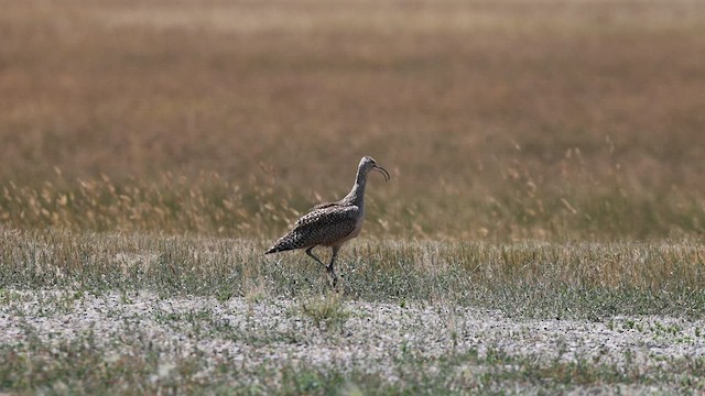 Long-billed Curlew - ML600726871