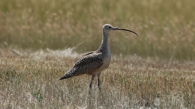 Long-billed Curlew - ML600726891