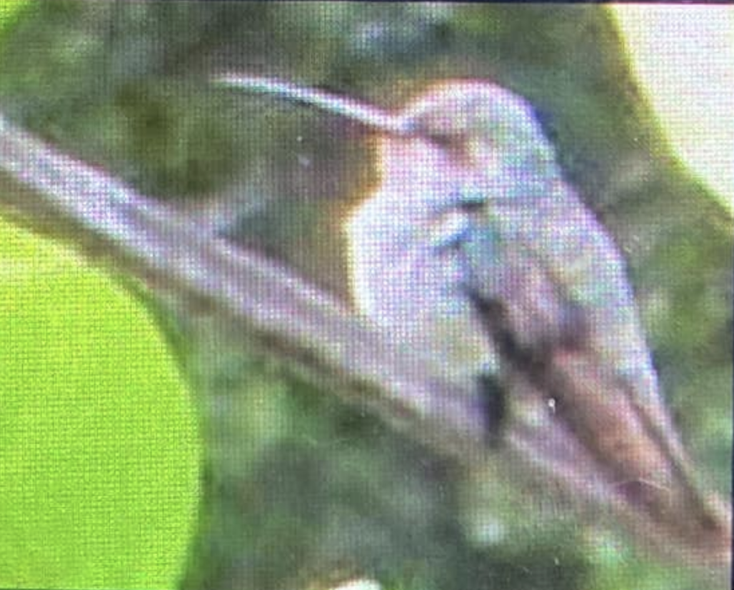 ub. kolibri (Trochilidae sp.) - ML600727561