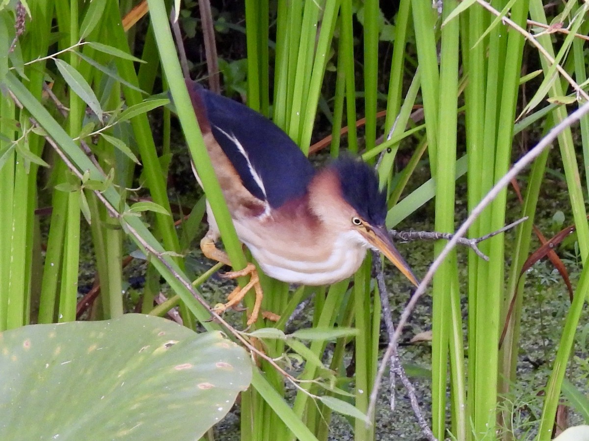 eBird Checklist 5 Aug 2023 Kensington Metroparkgeneral (Oakland