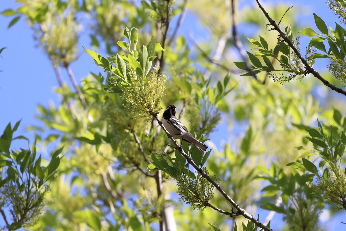 Black-throated Gray Warbler - ML600736731