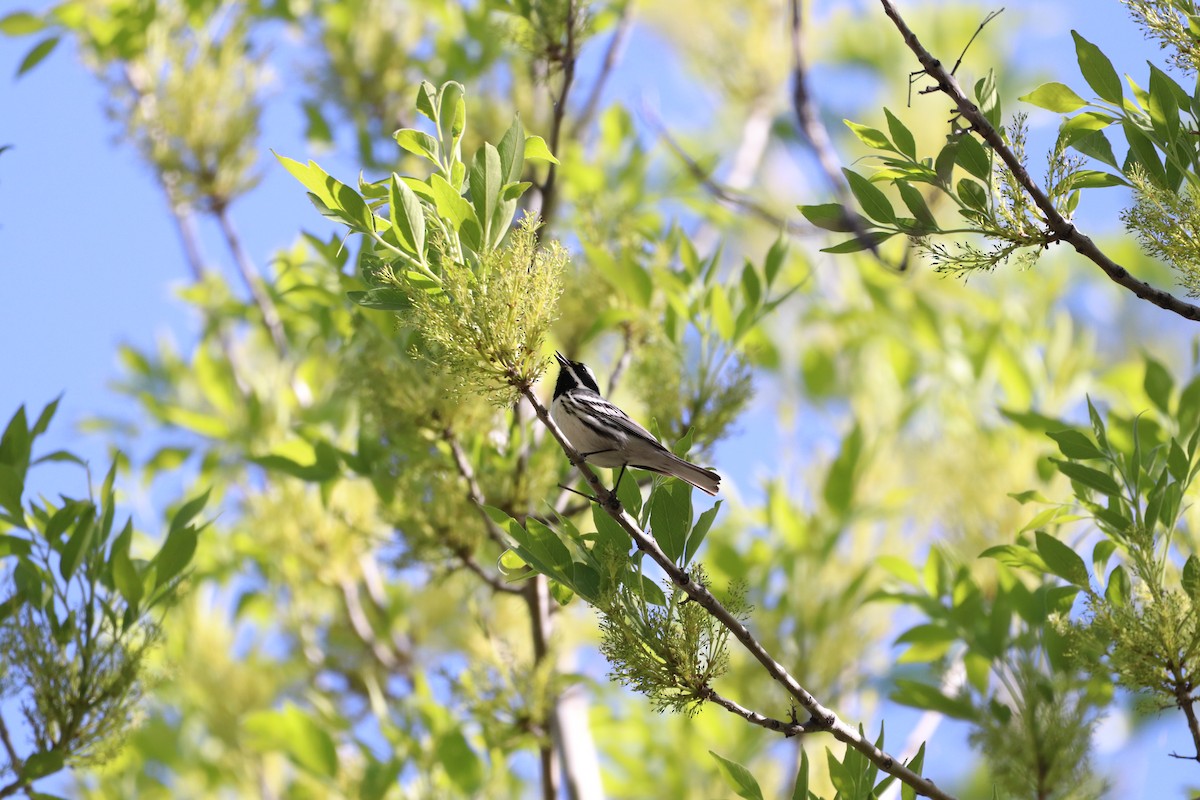 Black-throated Gray Warbler - ML600736741