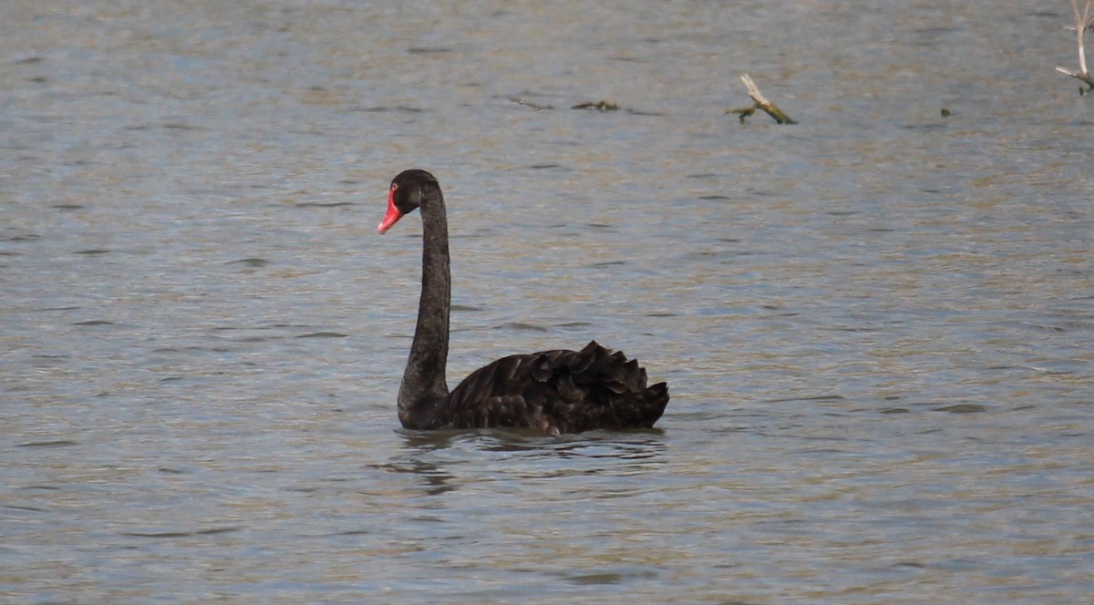 Black Swan - ML600736751