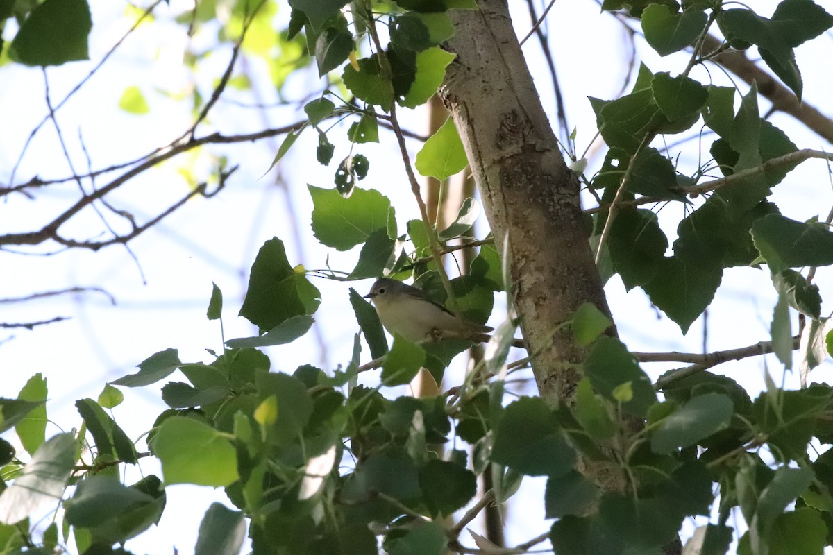 Lucy's Warbler - ML600738991