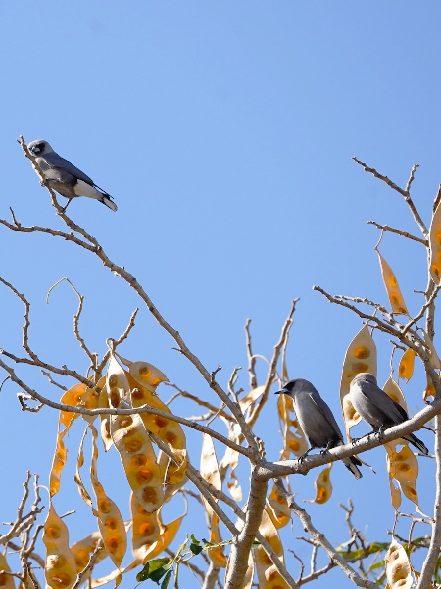 Black-faced Woodswallow - ML600742561