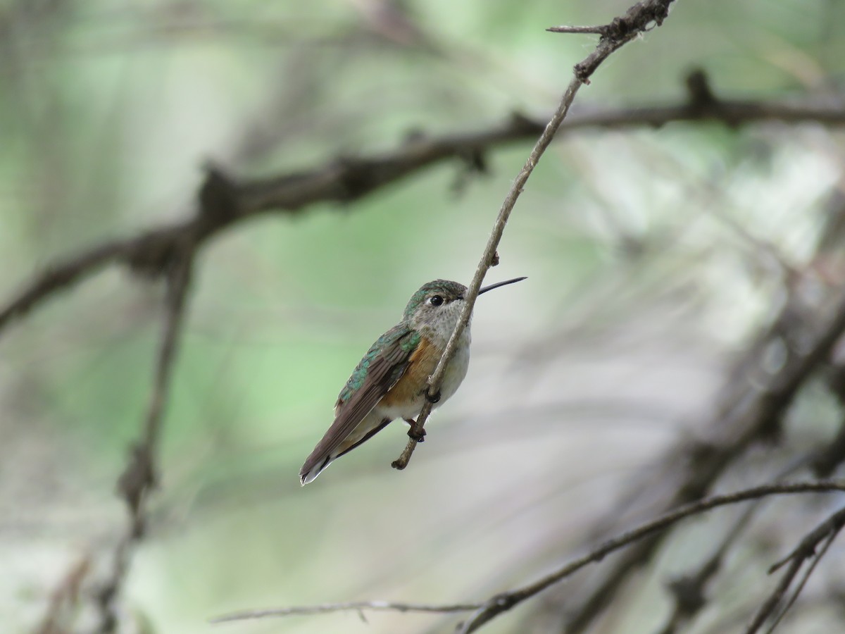Broad-tailed Hummingbird - Joshua Lively