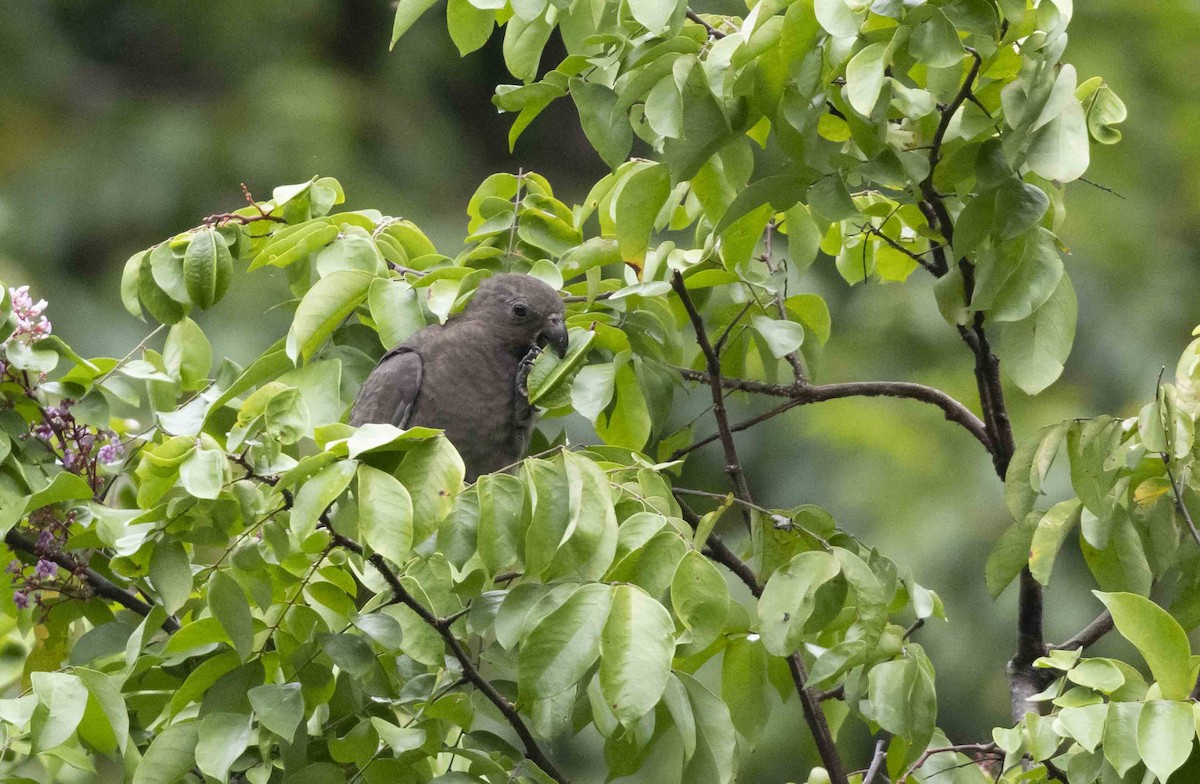 Seychelles Parrot - ML600745831