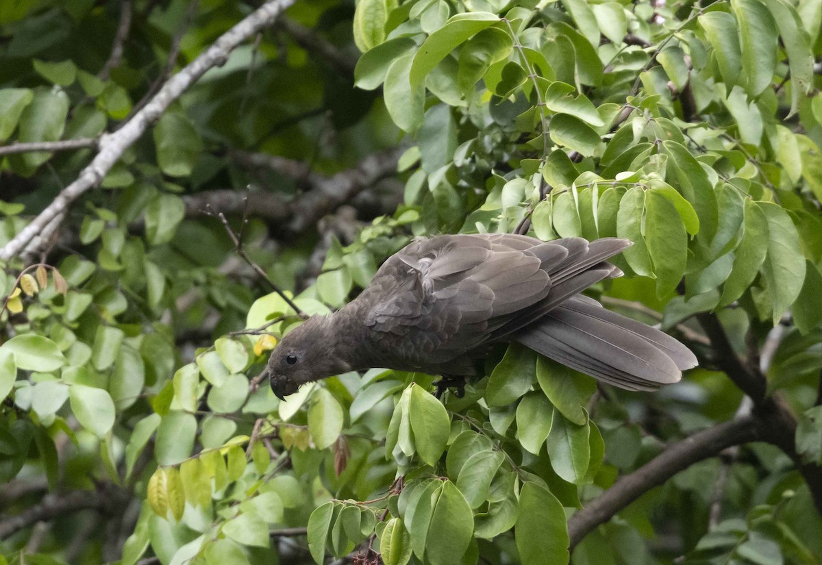 Seychelles Parrot - ML600745841