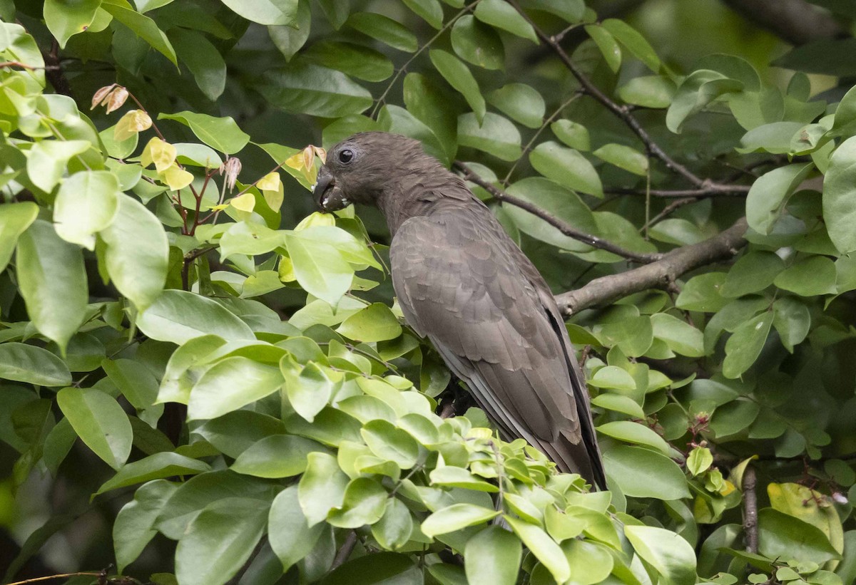 Seychelles Parrot - ML600745871