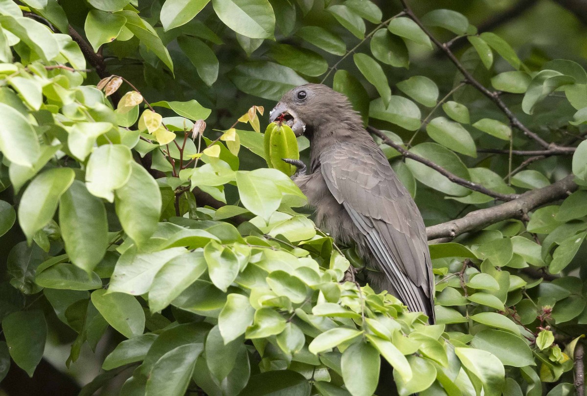 Seychelles Parrot - ML600745881