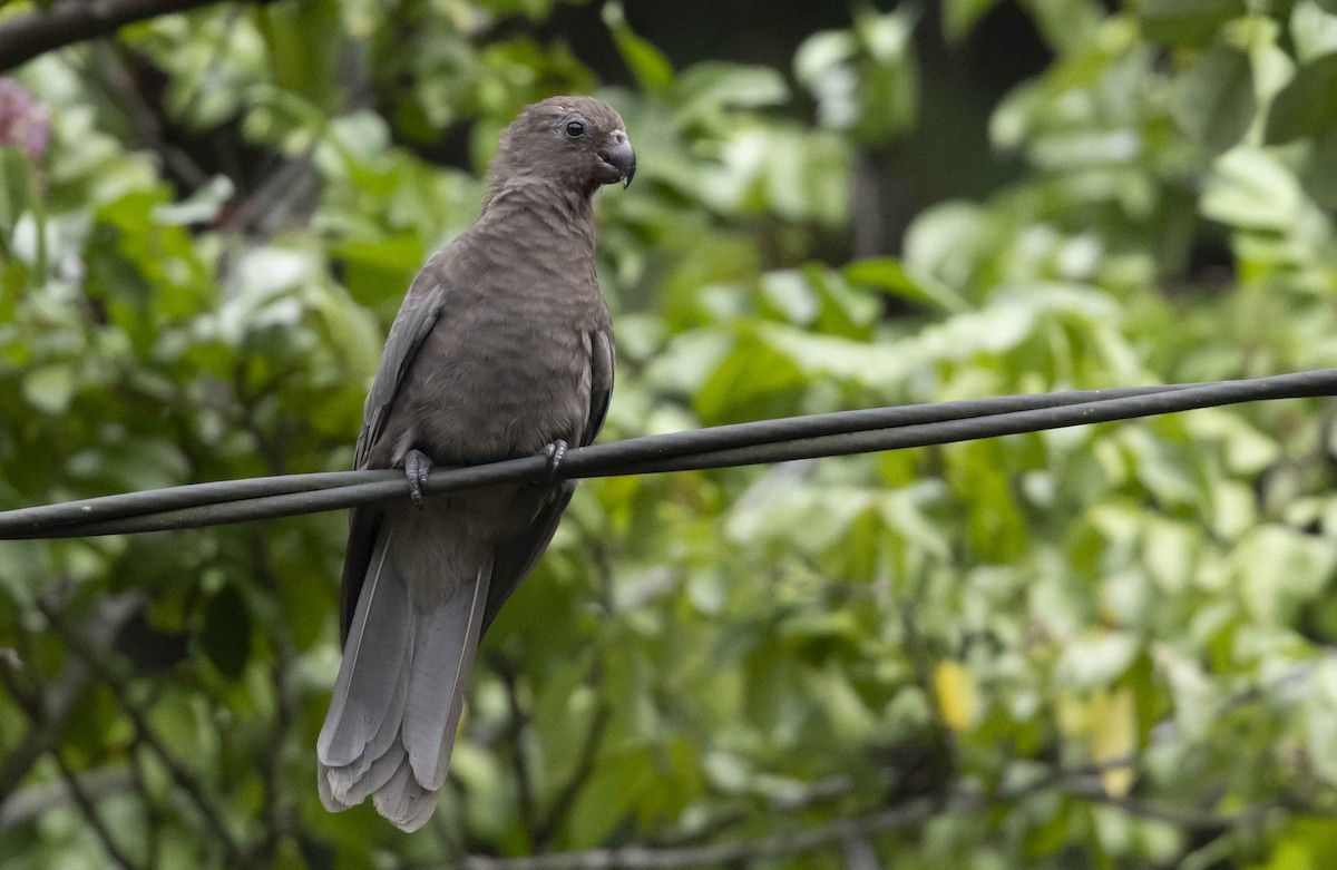 Seychelles Parrot - ML600745901