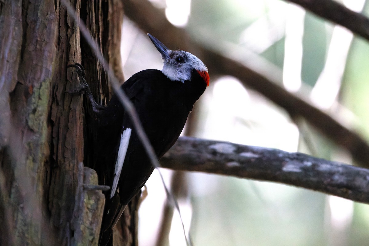 White-headed Woodpecker - Simon Lloyd