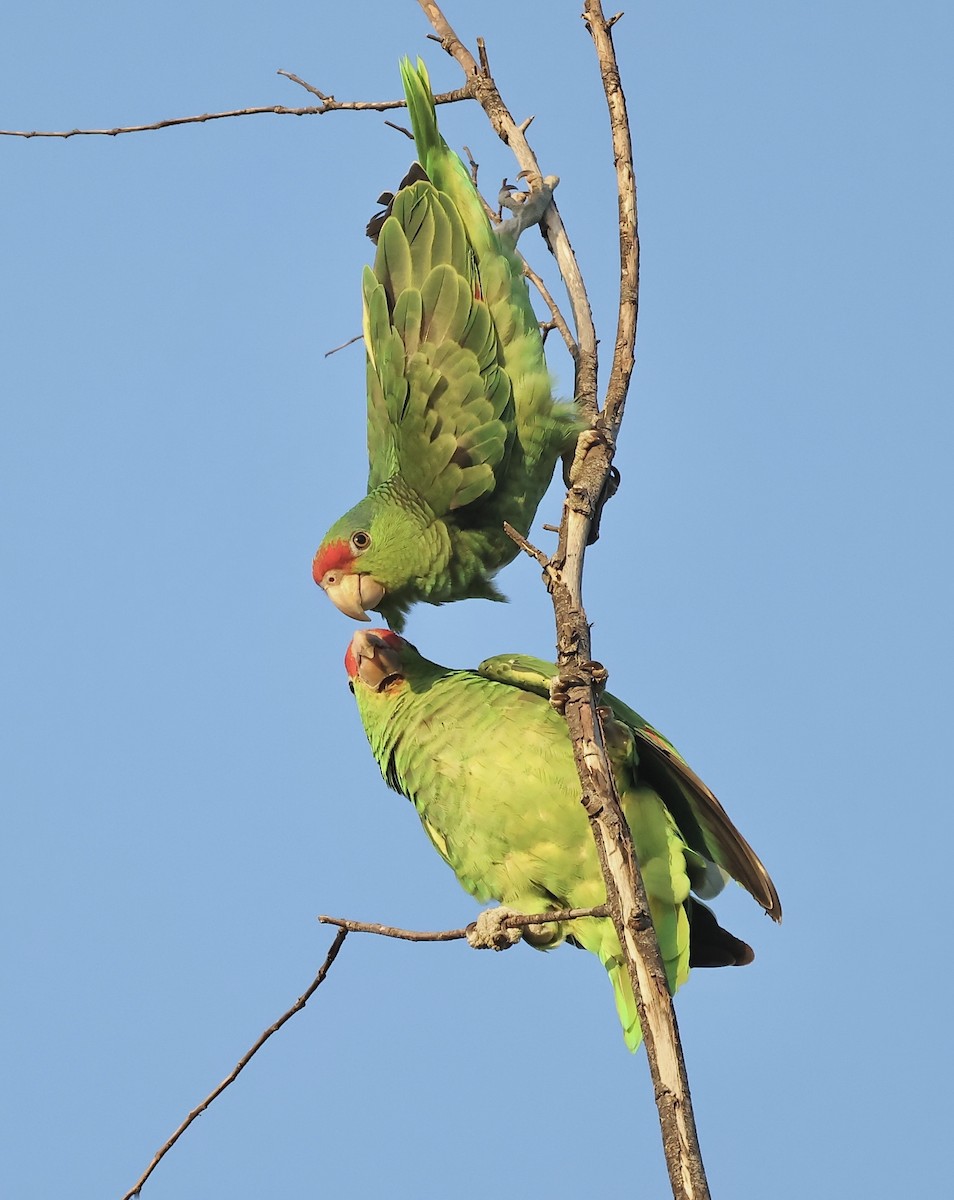 Red-crowned Parrot - ML600749501