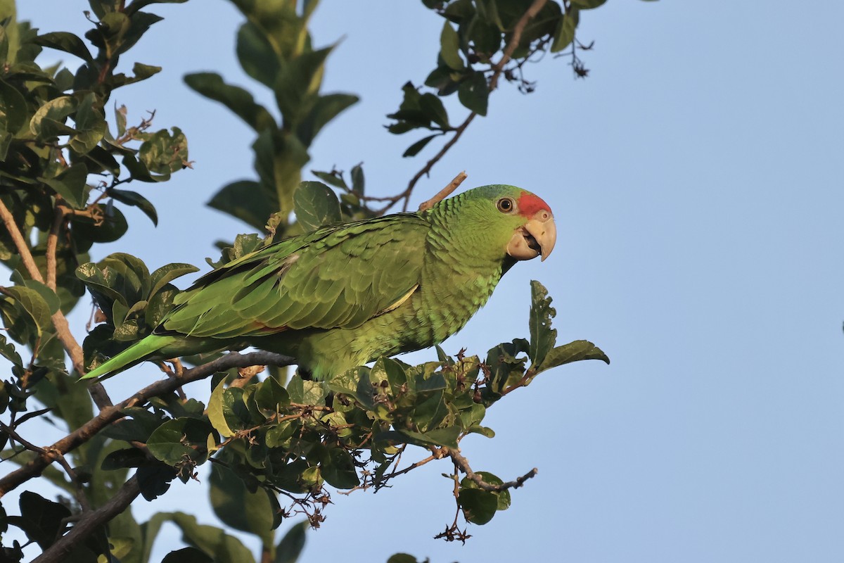Red-crowned Parrot - ML600749521