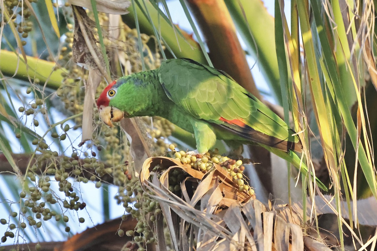Red-crowned Parrot - ML600749531