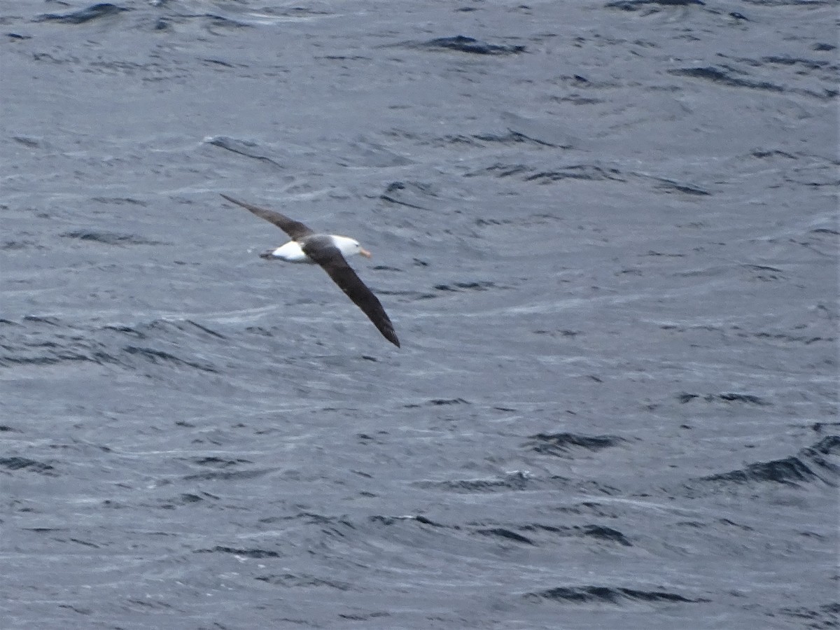Black-browed Albatross - ML600751611