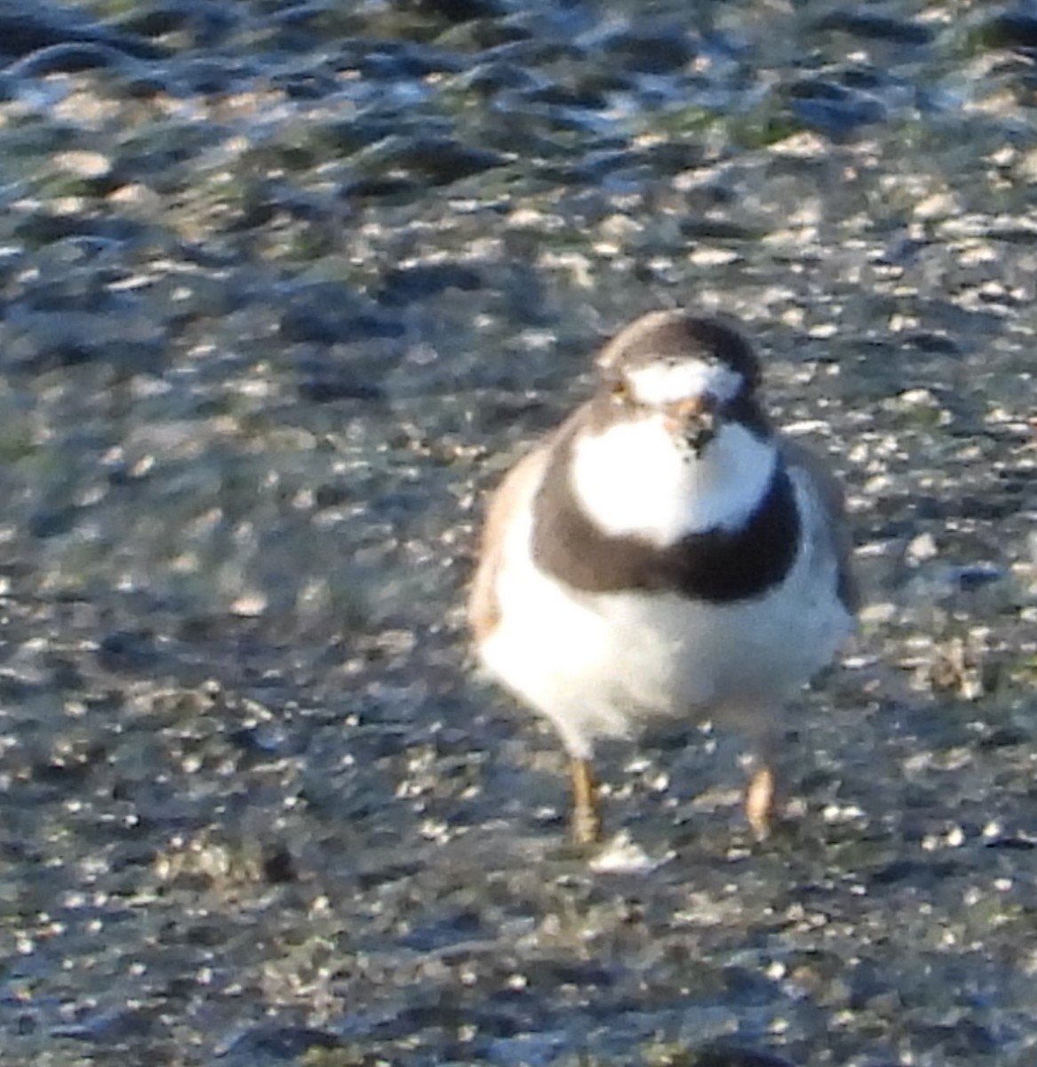 Semipalmated Plover - ML600754661
