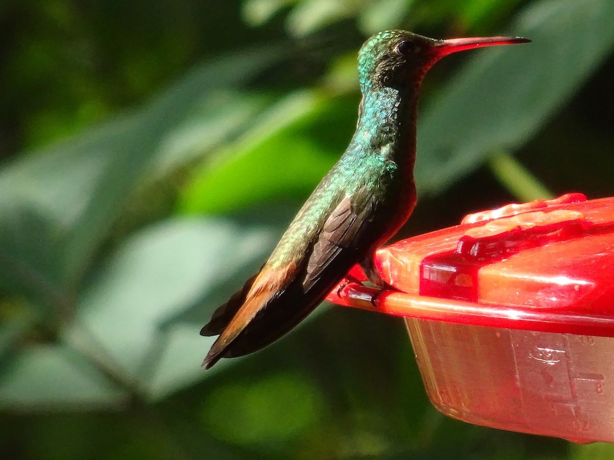 Buff-bellied Hummingbird - ML600761431
