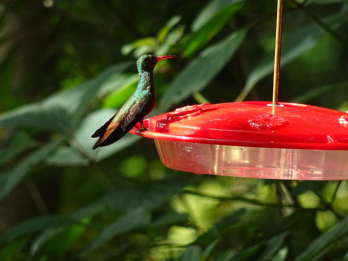 Buff-bellied Hummingbird - Emanuel Serech