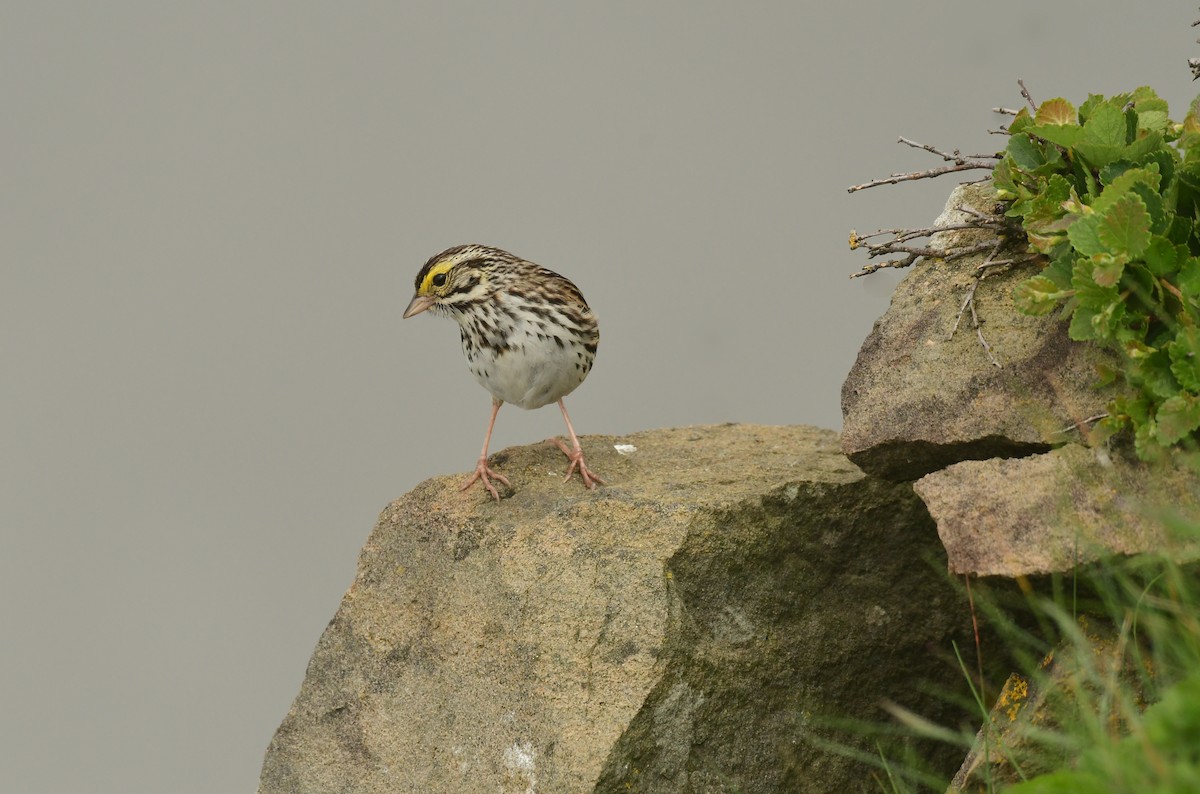Savannah Sparrow - ML600761901