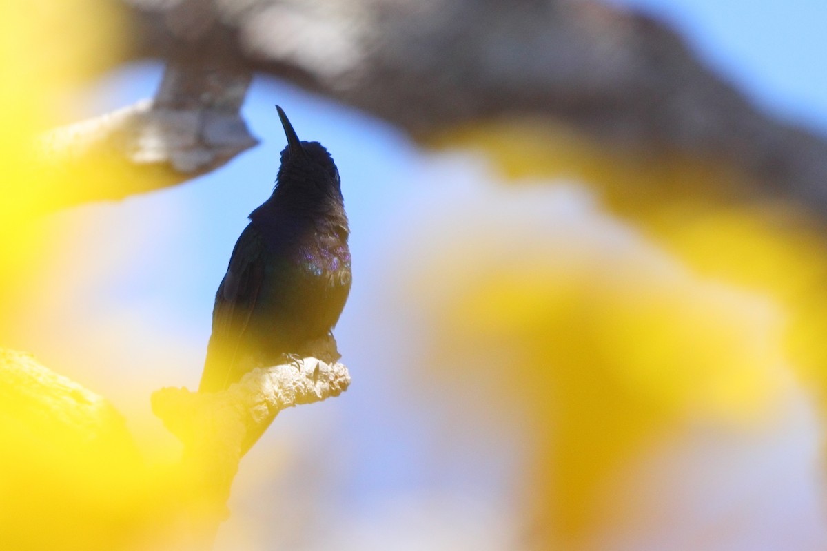 Swallow-tailed Hummingbird - ML600764881