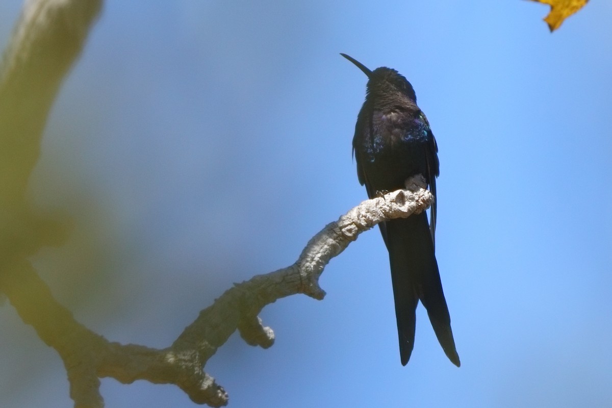 Swallow-tailed Hummingbird - ML600764901
