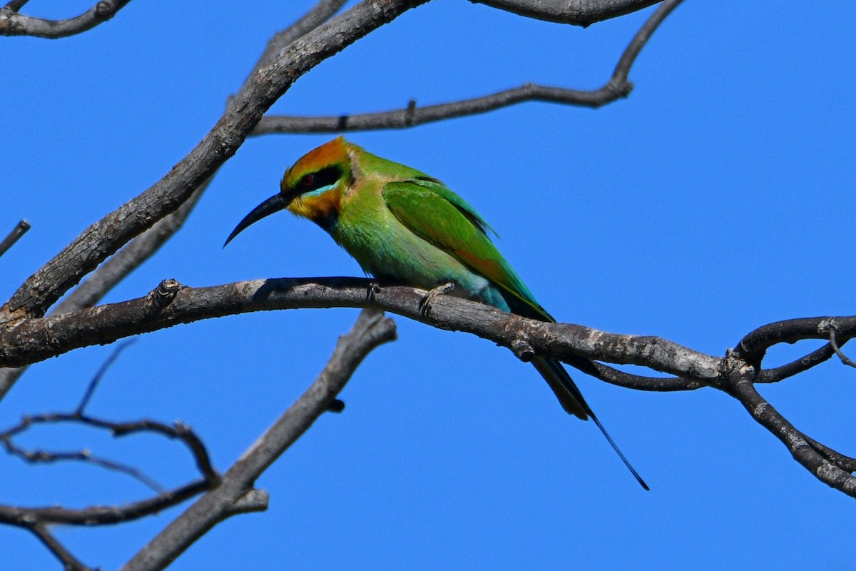 Rainbow Bee-eater - ML600765941
