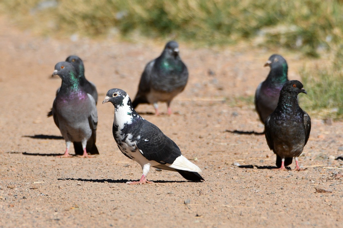 Rock Pigeon (Feral Pigeon) - ML600766541