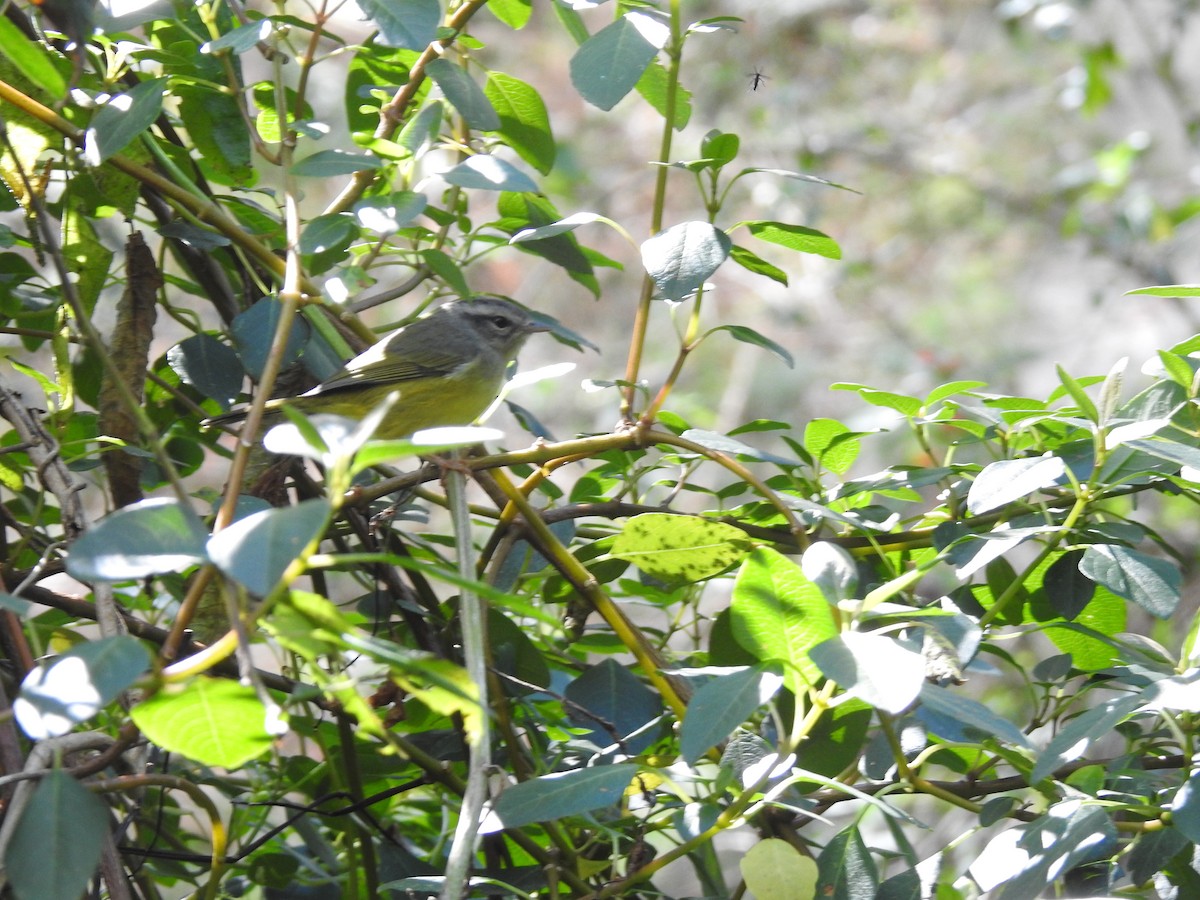 Three-banded Warbler - fabian castillo