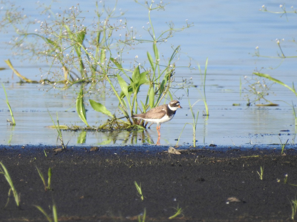Common Ringed Plover - ML600767541