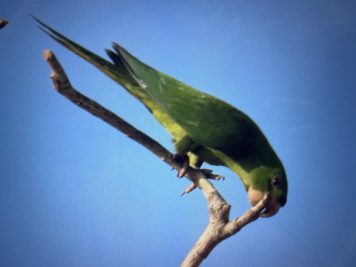 Green Parakeet - ML600770501