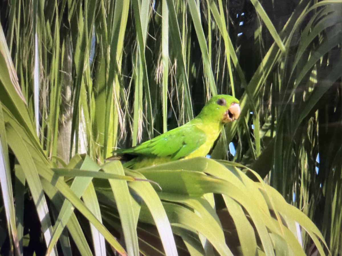 Meksika Yeşil Papağanı - ML600770521